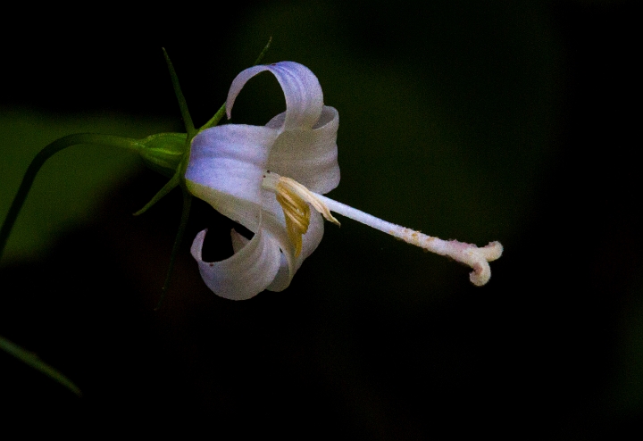 Campanula scoulerii, Scouler's Harbell.jpg